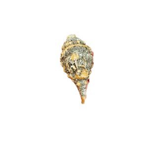 Pure Silver Shankh